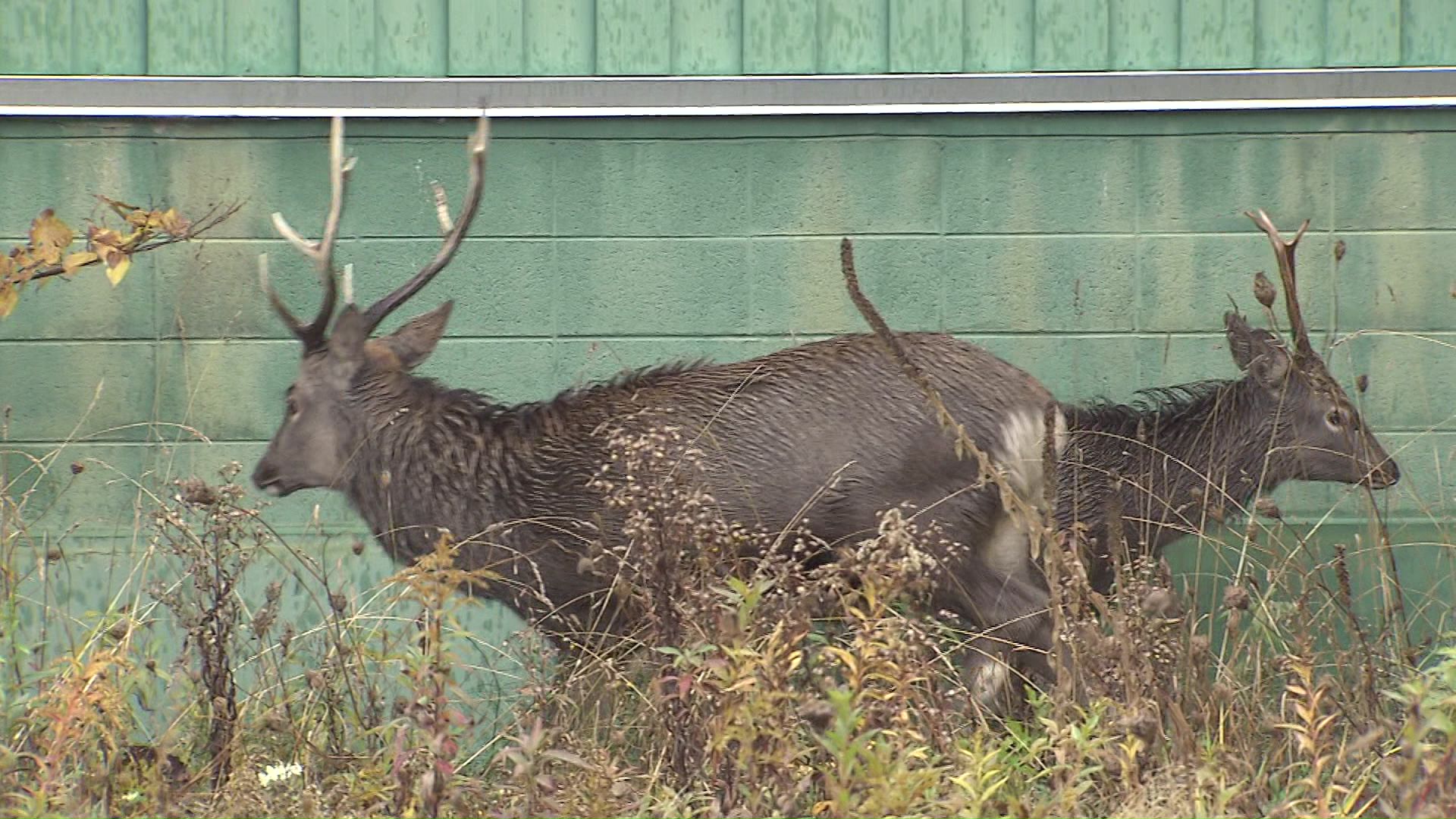 札幌市東区東苗穂5条1丁目(午前7時半ごろ)