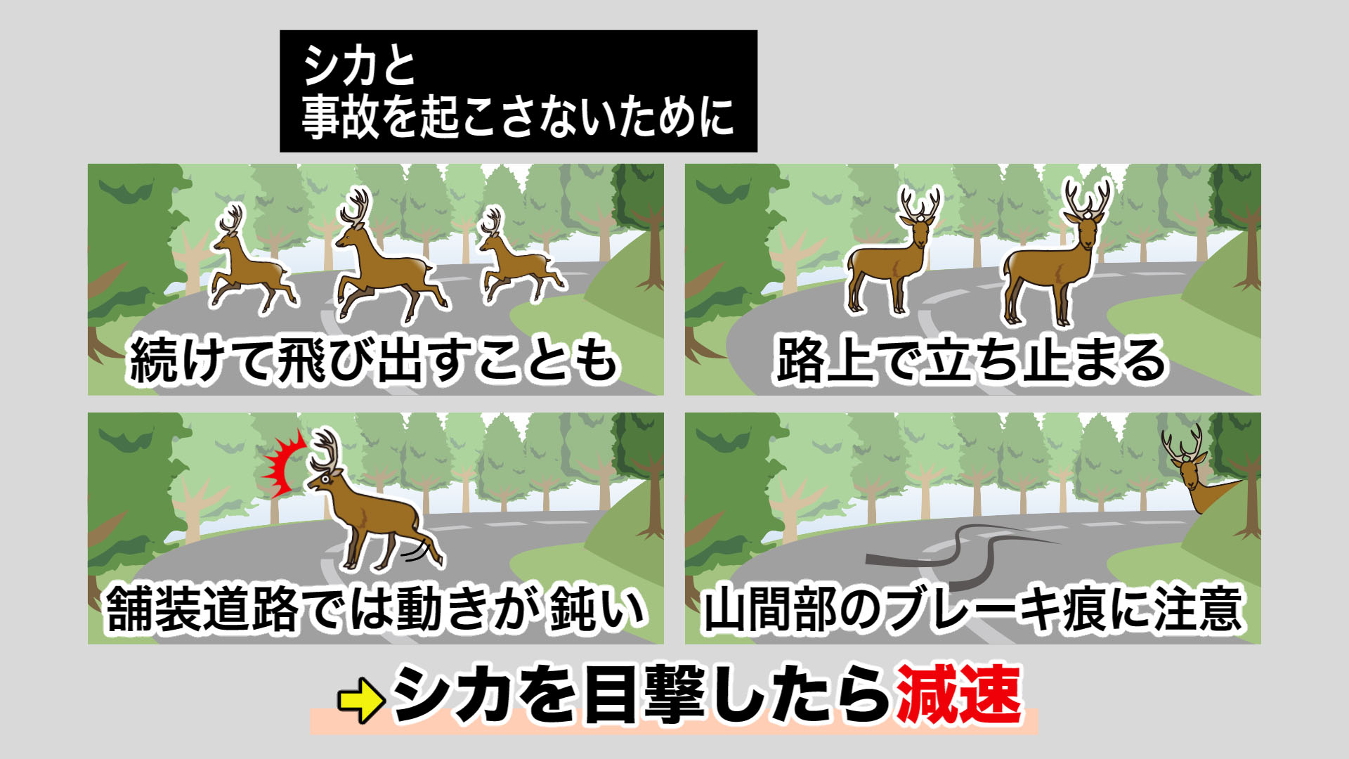 もしシカを目撃したら?