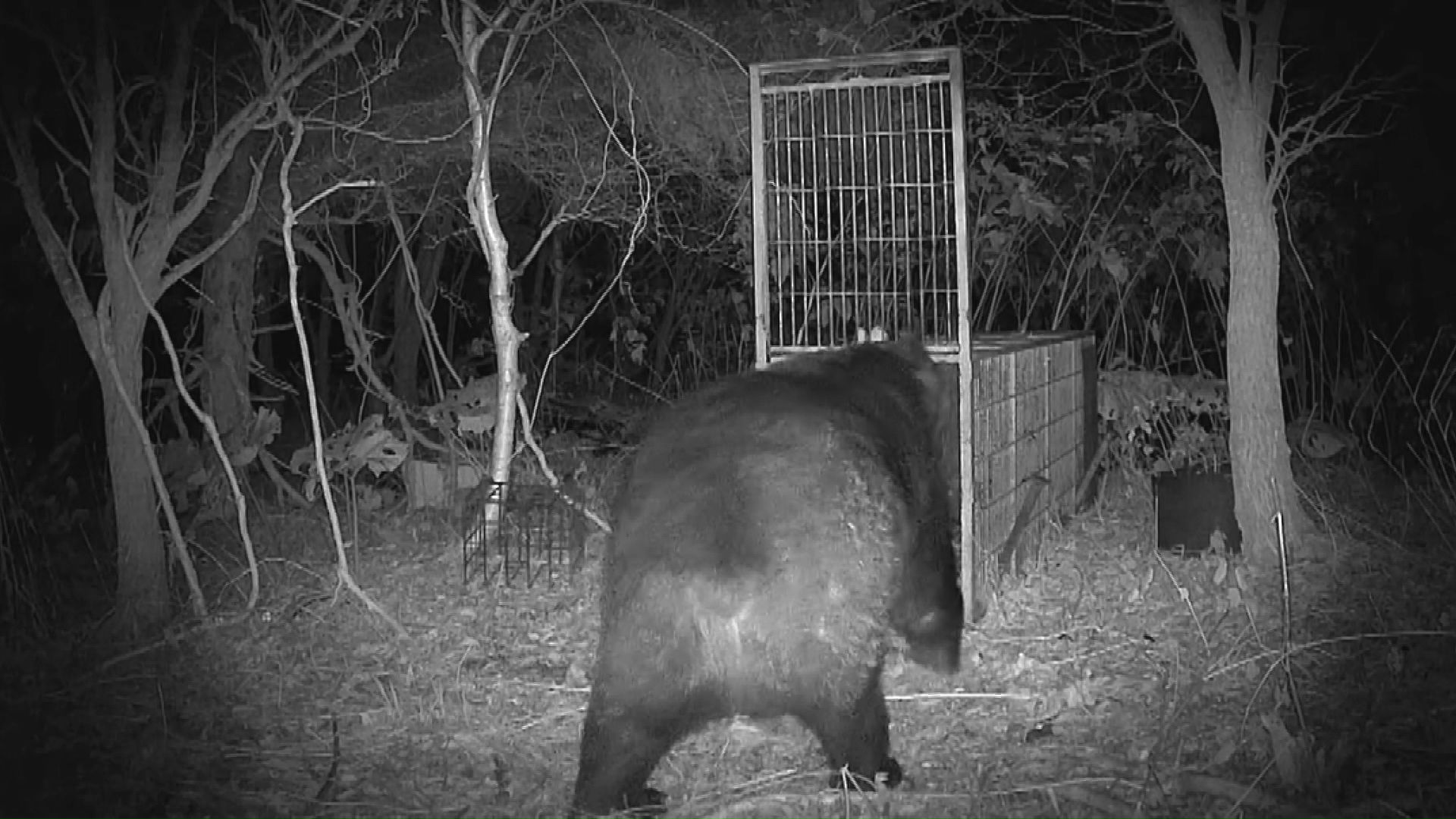 箱わなのまわりをゆっくり歩く巨大クマ