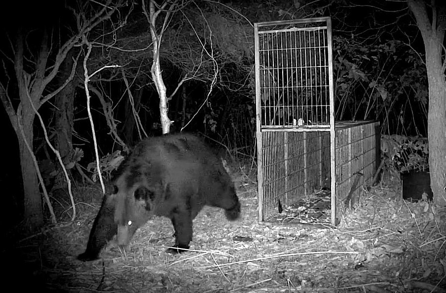 箱わなに入りきらないほどの大きさ　かなり用心深いという