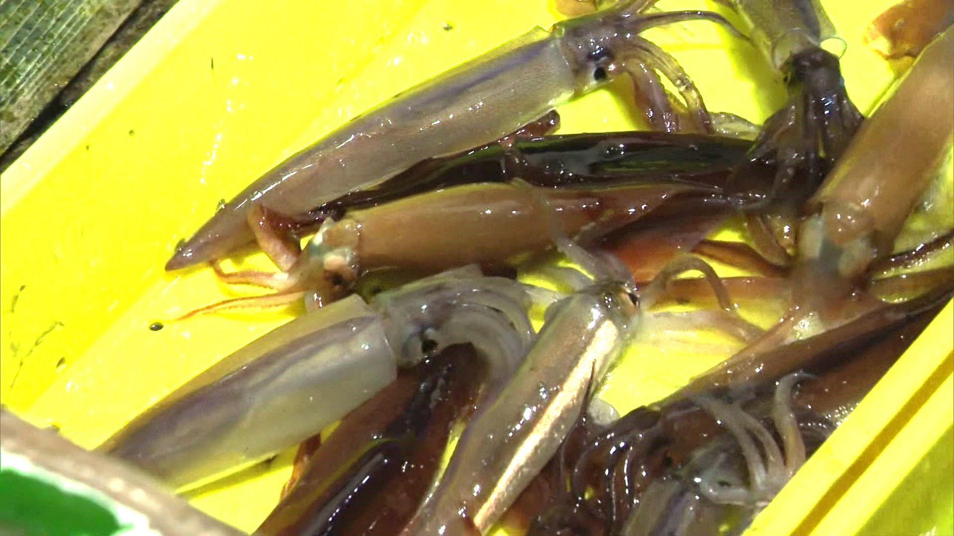 北海道内で小型船でのスルメイカ漁が休漁に