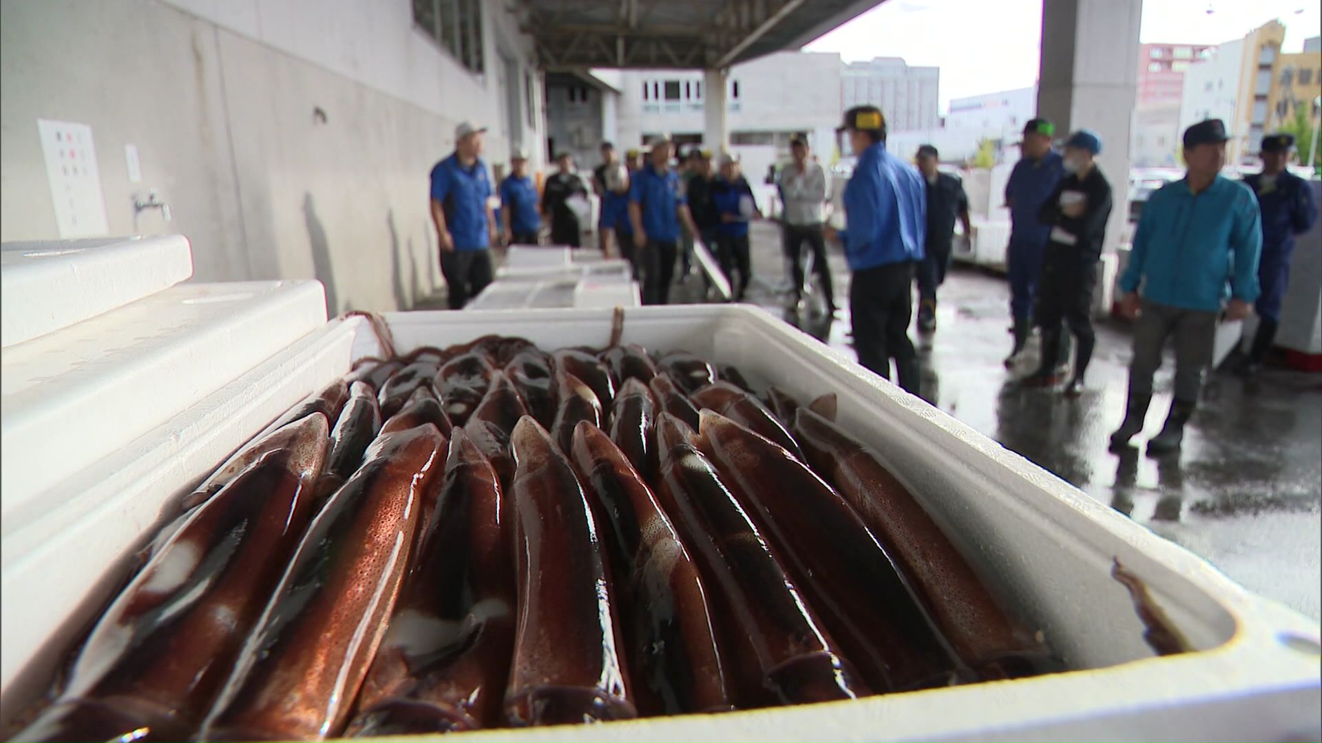 近年不漁が続いていた函館のスルメイカ漁