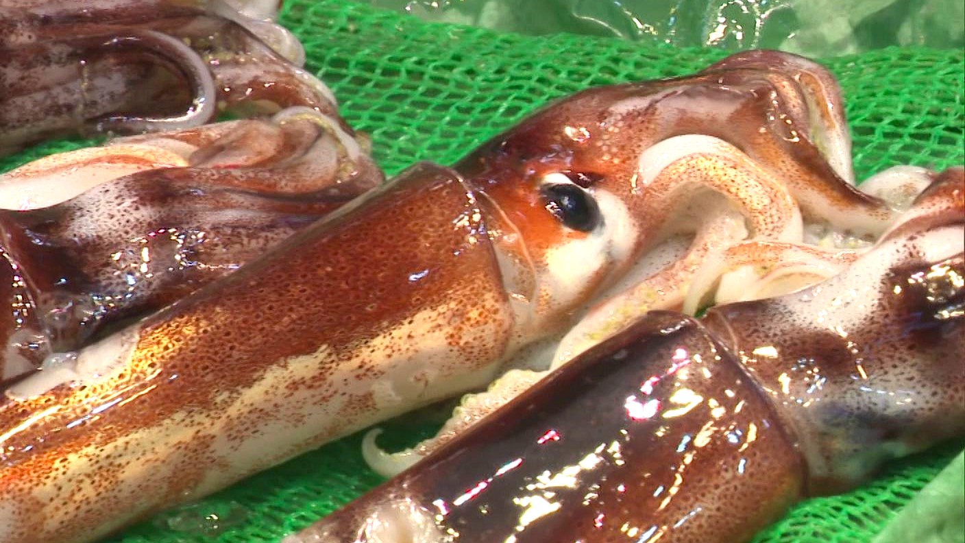 水産庁がスルメイカ漁に初の停止命令