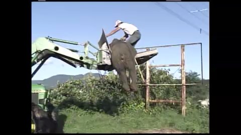 2009年9月 デントコーン畑で駆除　約300キロ