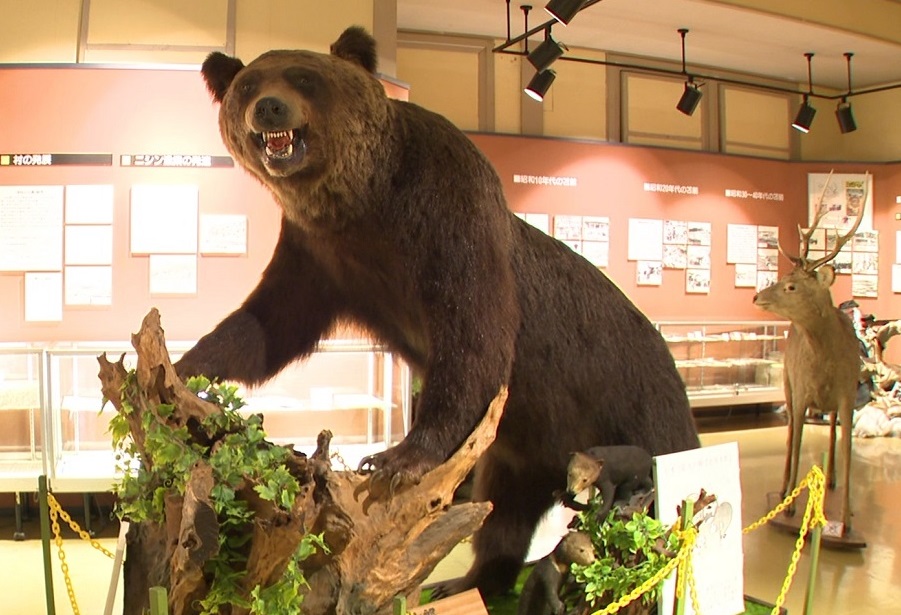 史上最大級のヒグマ「北海太郎」（苫前町郷土資料館）