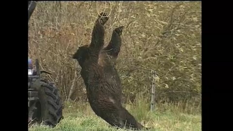 2006年10月 浜中町でハンターを襲ったクマ 約400キロ