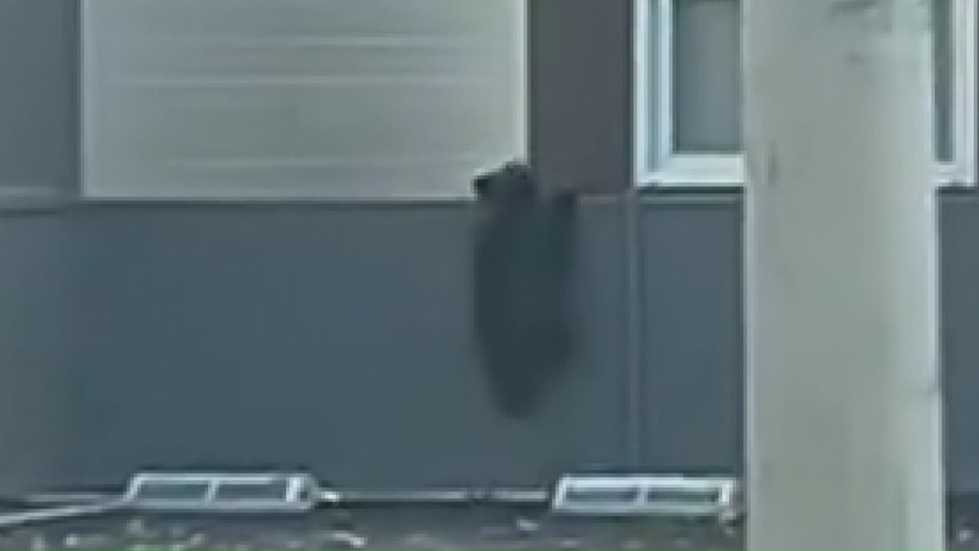 南区藤野の住宅街を5時間徘徊した子グマ（撮影：視聴者）