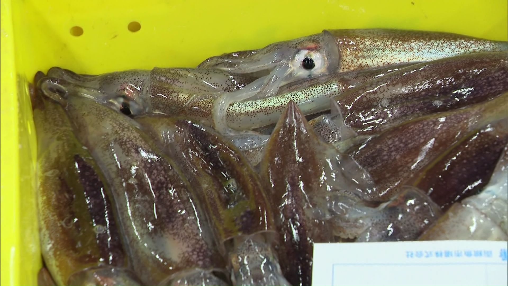 水産庁が小型イカ釣り漁船に対し初の「採捕停止命令」を発出