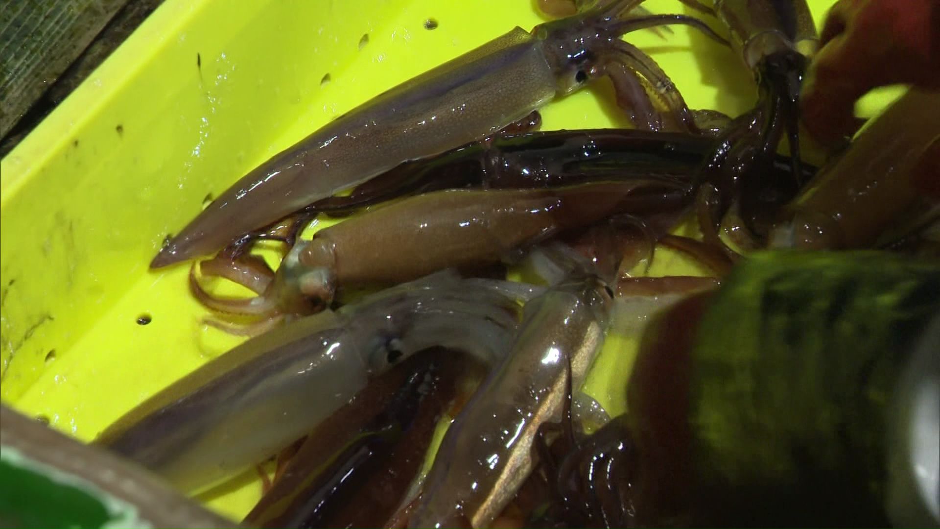 10月15日の時点で全国の水揚げは5000トンを超えた