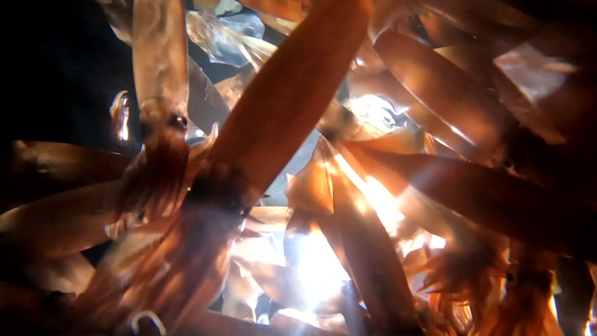 青森県では三沢沖や八戸沖などでスルメイカ漁が好調だった（イメージ画像）