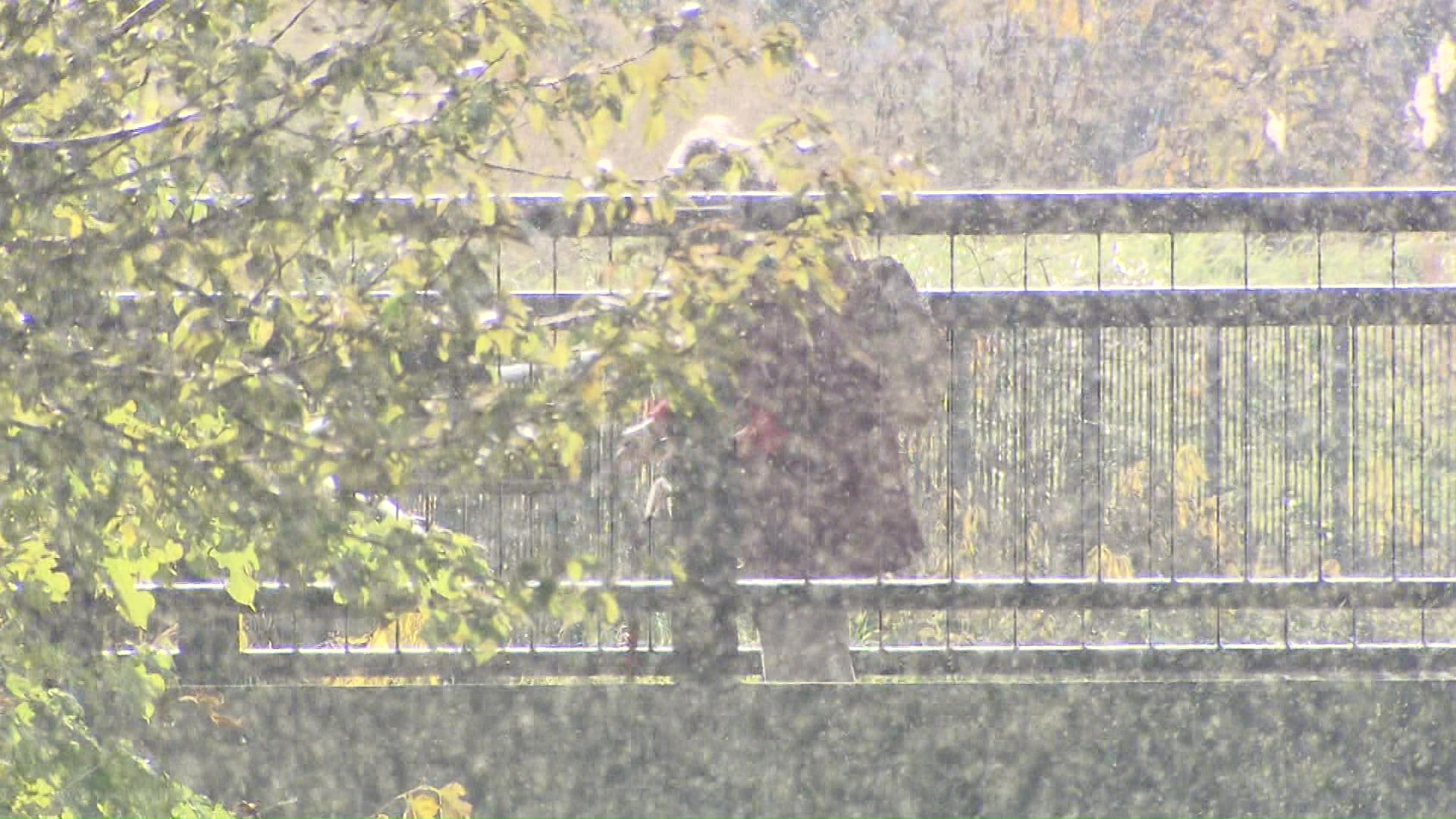 雪虫が視界を遮るほど発生した