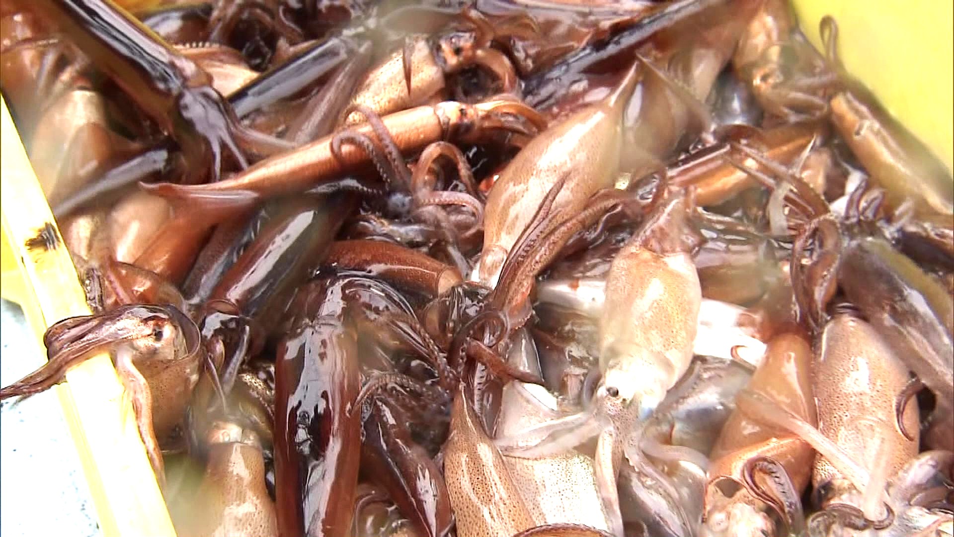 函館市で水揚げされたスルメイカ