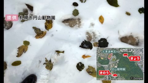 前日には近くの札幌市円山動物園でも足跡が…