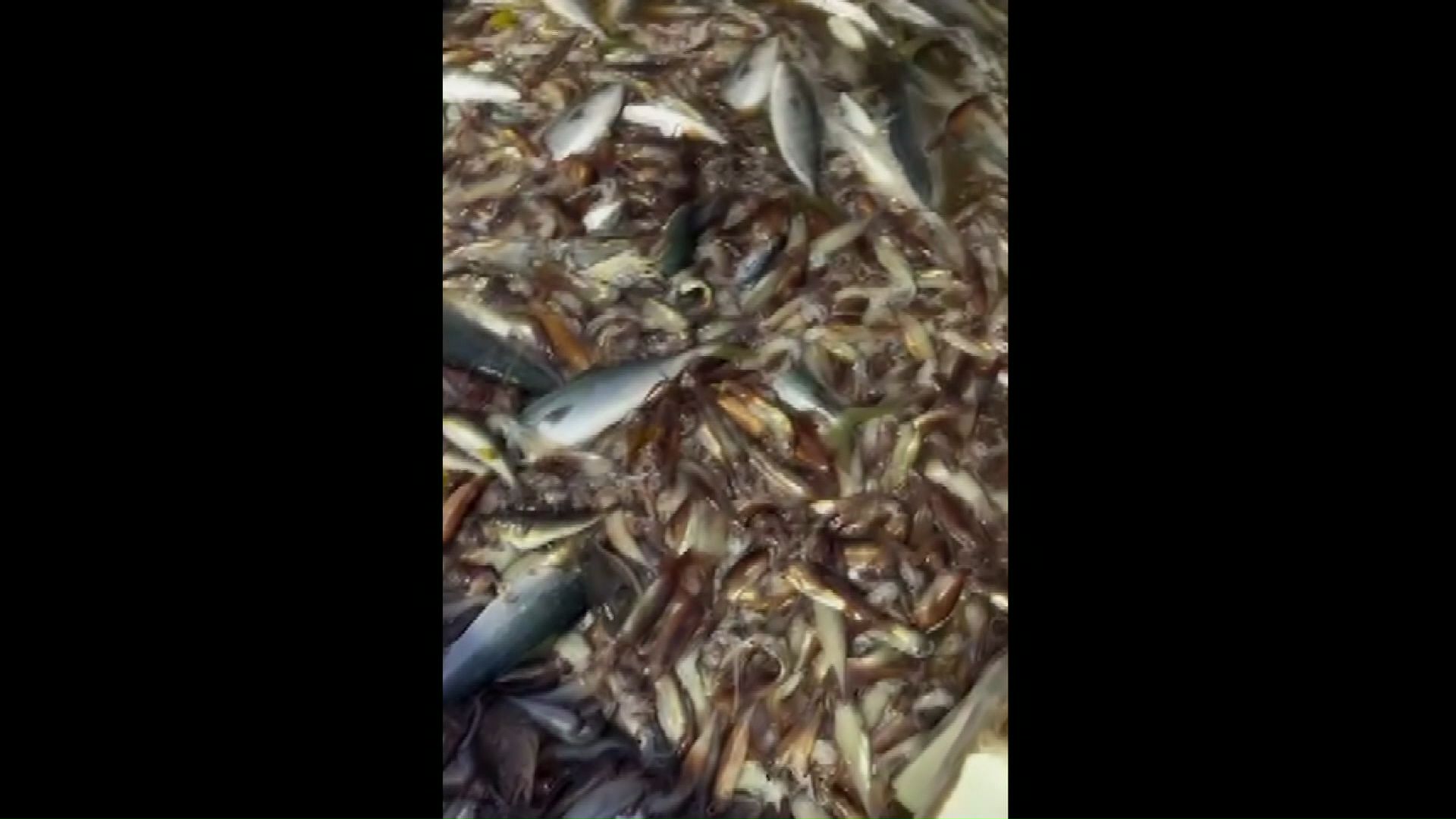 定置網漁ではイカを避けるのは困難(提供:ツガイナカ中村漁場)