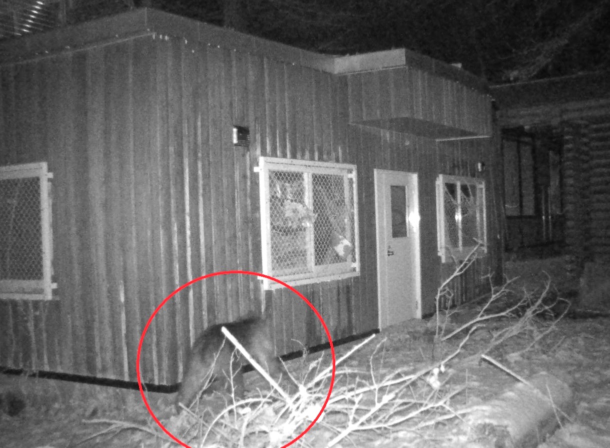 施設に近づくクマ(提供:札幌市)