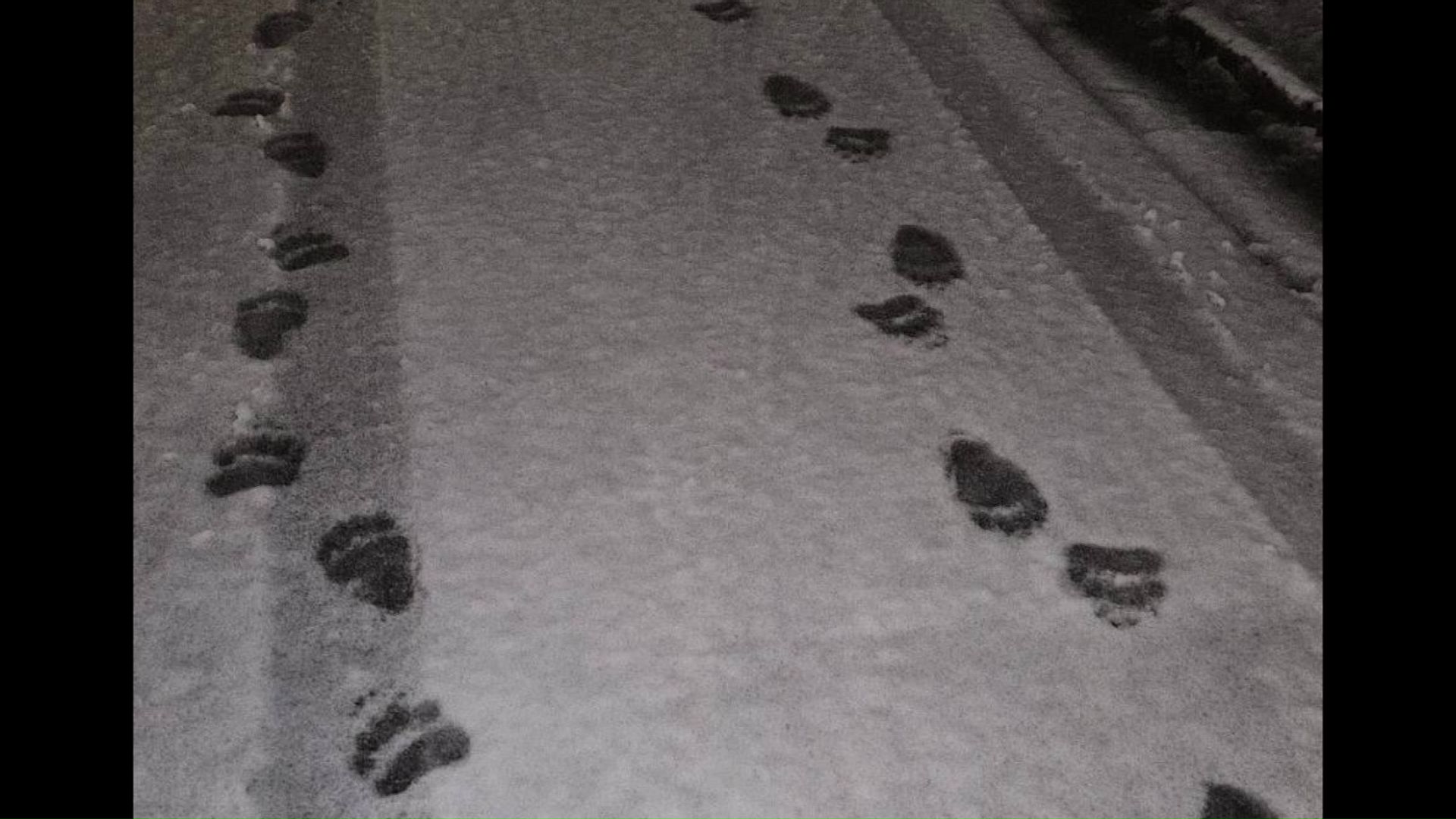 現場周辺の道路で見つかった幅11センチほどのクマの足跡（提供：札幌市）