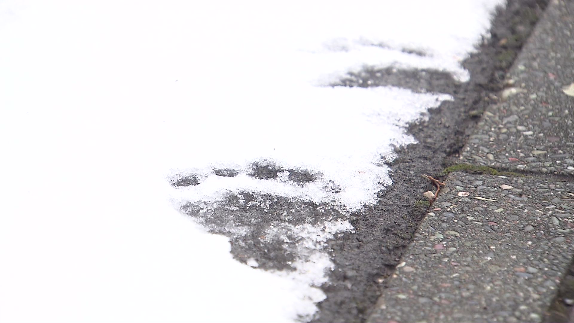 民家の敷地にも無数のクマの足跡が