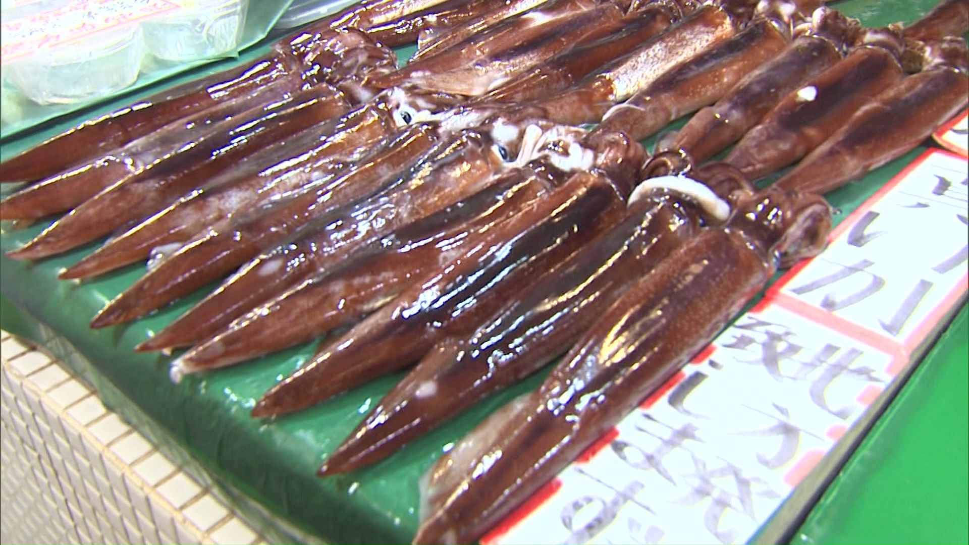 函館の街にスルメイカが戻ってきた