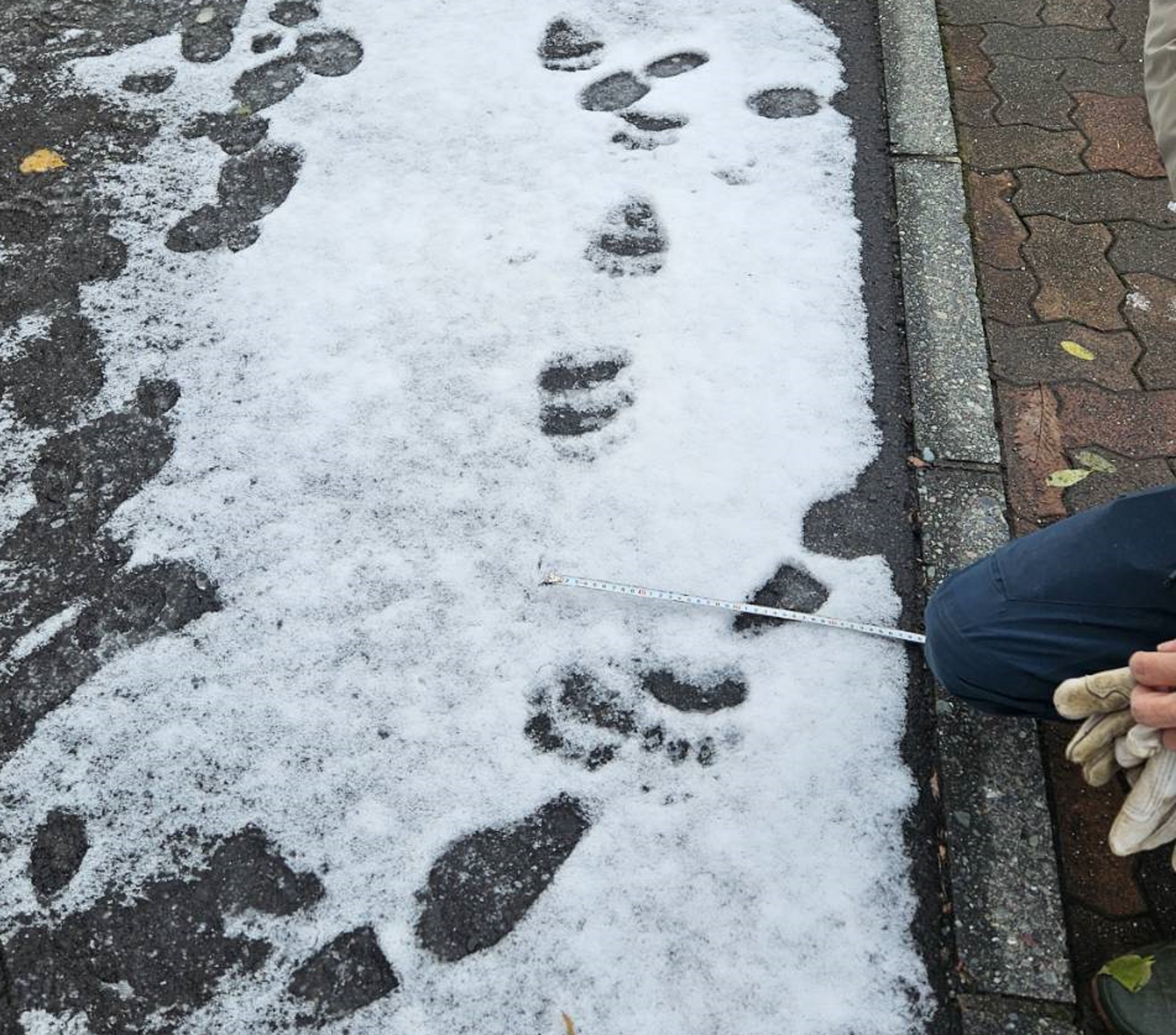 中央区円山西町10丁目付近でみつかった足跡(提供:札幌市)