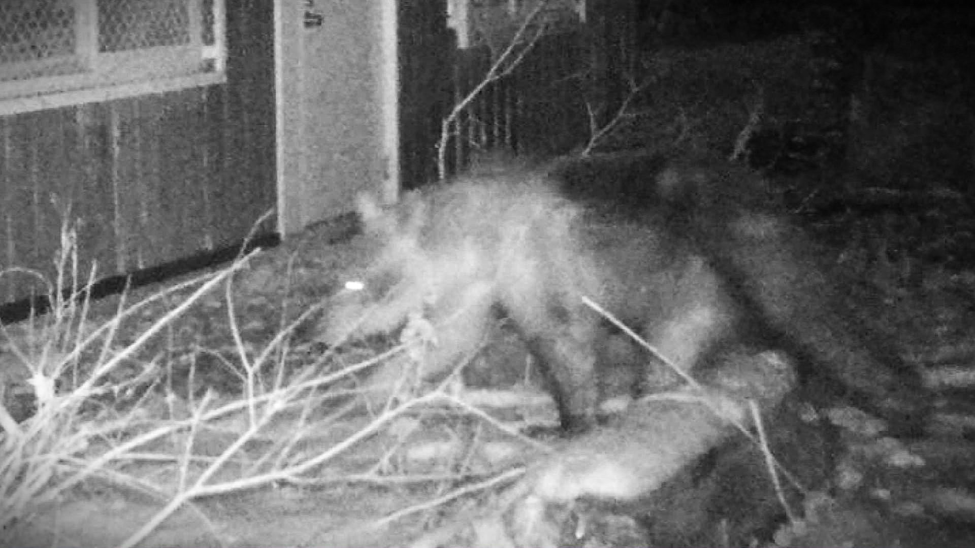 9日に撮影されたクマ（提供：札幌市）