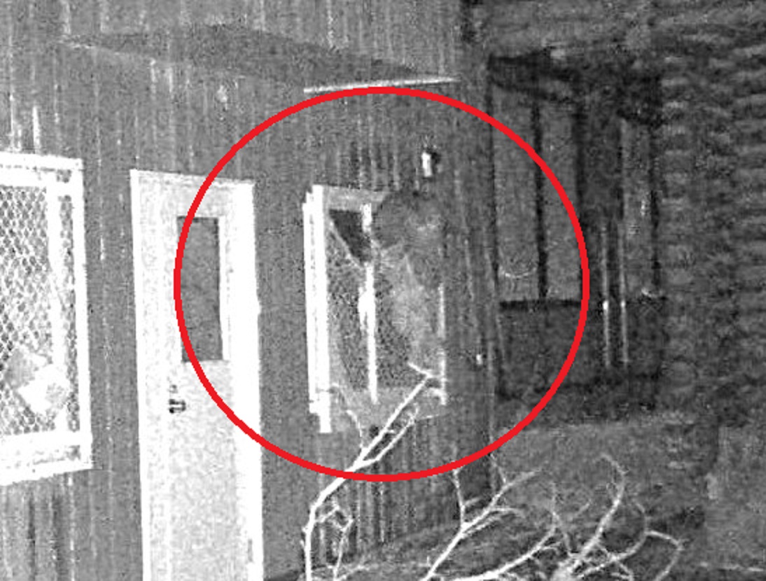 11日に撮影されたクマ（提供：札幌市）