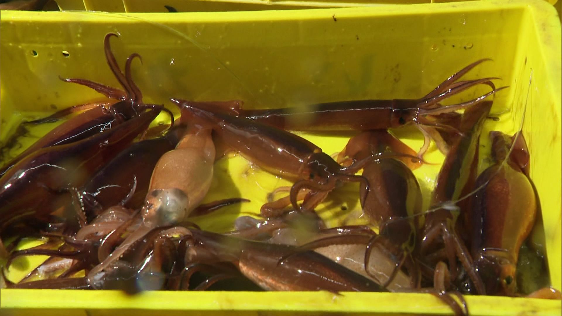 イカ漁休漁後初の水揚げ