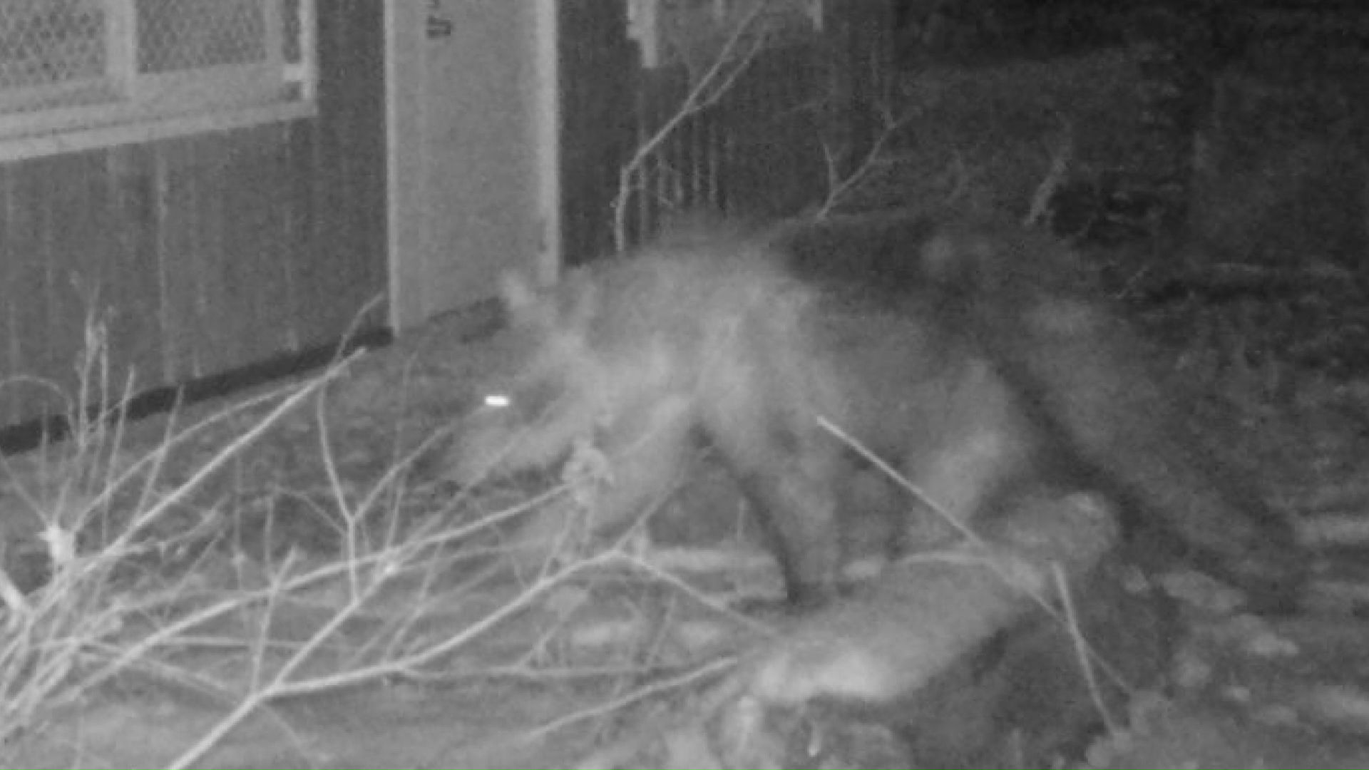 周辺で出没繰り返したクマと同一個体か（提供：札幌市）