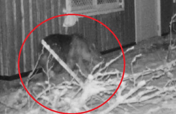 12日に撮影されたクマ（提供：札幌市）