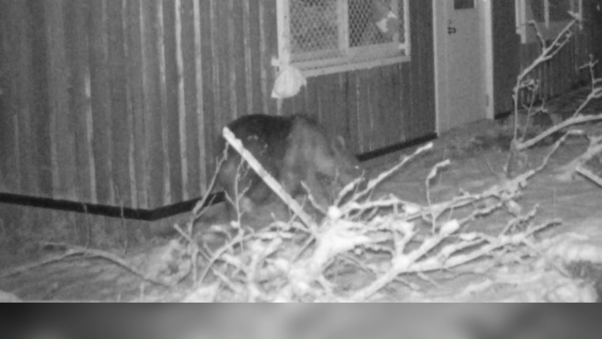 12日に撮影されたクマ（提供：札幌市）