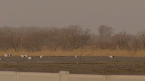 建設予定地にはタンチョウの姿が…