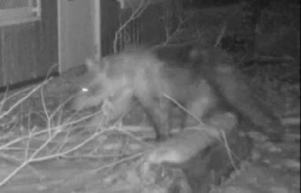 園内に出没したクマ(提供:札幌市)