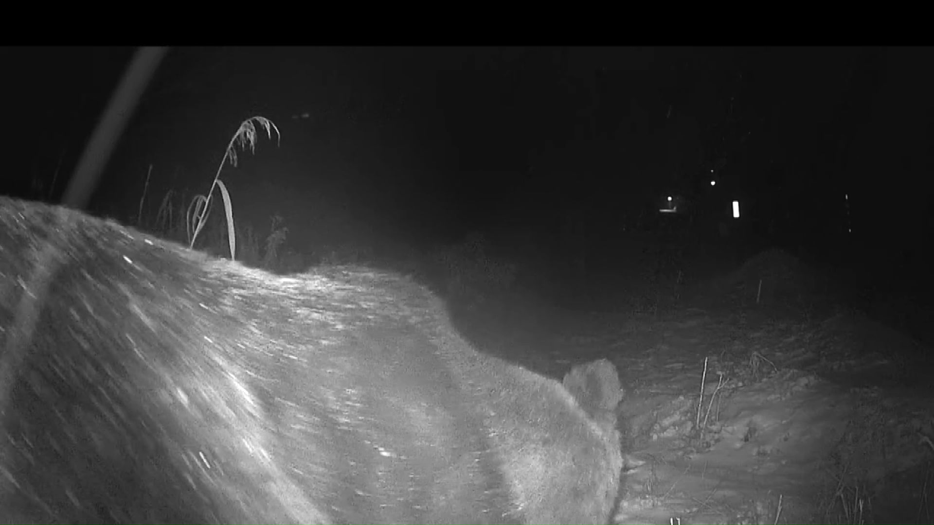 クマは体重400キロほどとみられる(提供:苫前町猟友会 林豊行会長)