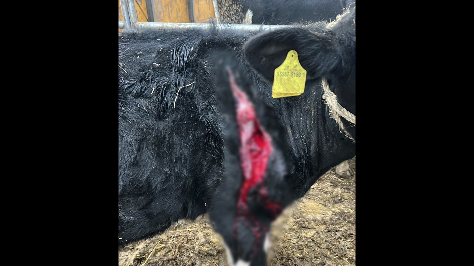 右足にケガをした牛(11月17日の朝に撮影)