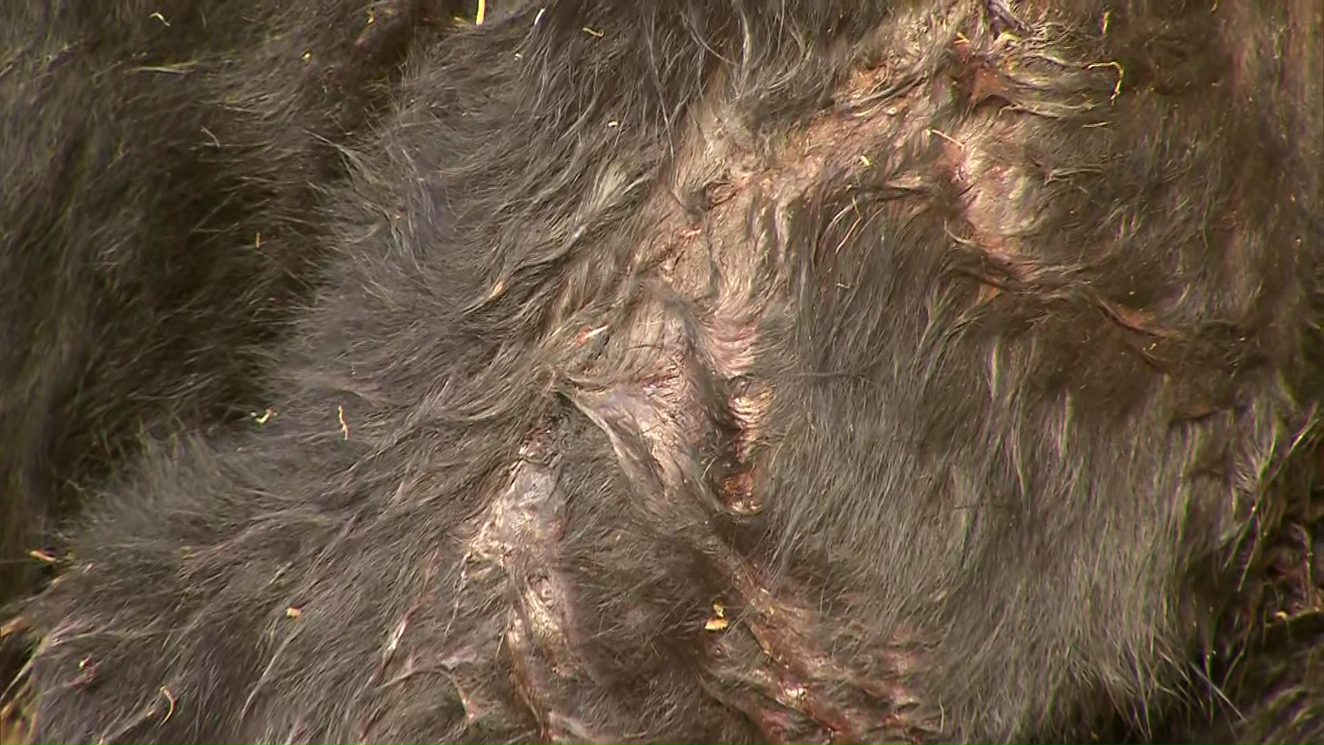 右足に40センチほどの傷