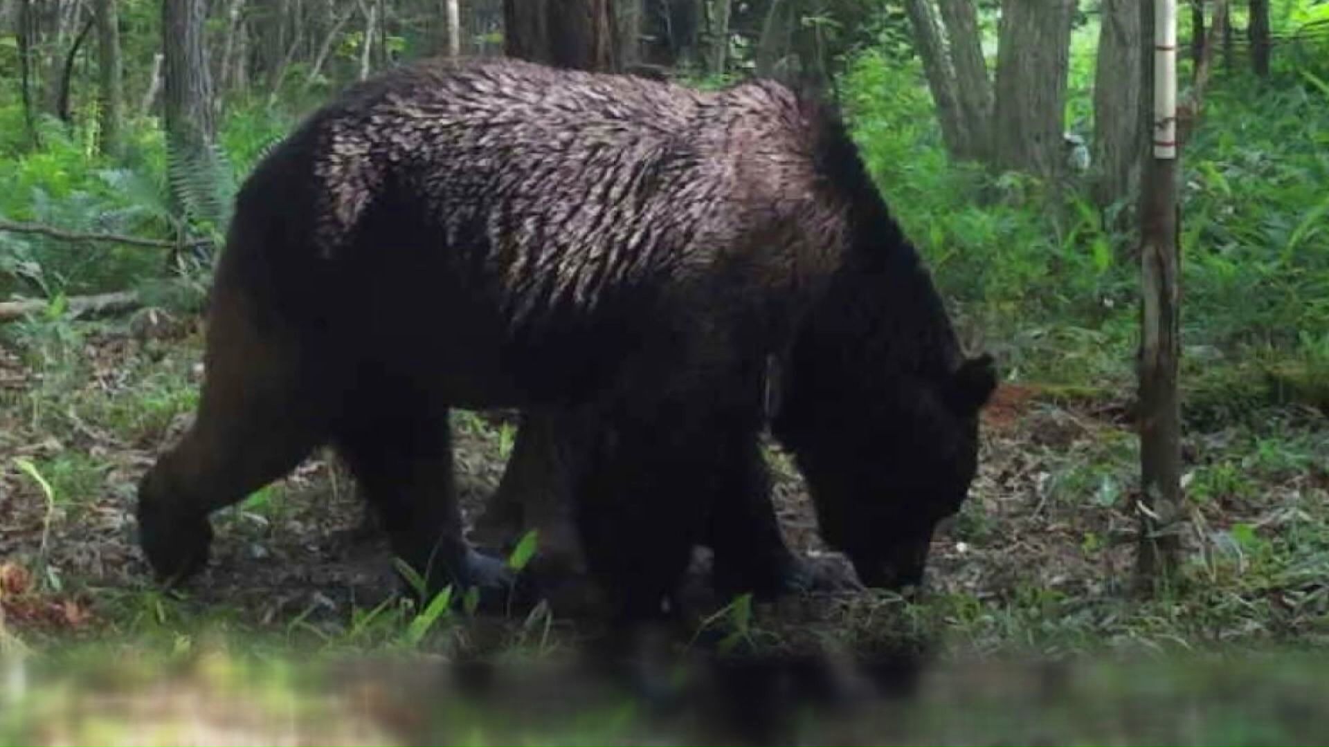 OSO18（提供：標茶町）