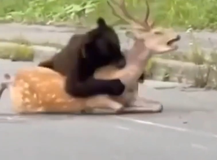 エゾシカを襲うヒグマ（撮影：視聴者）