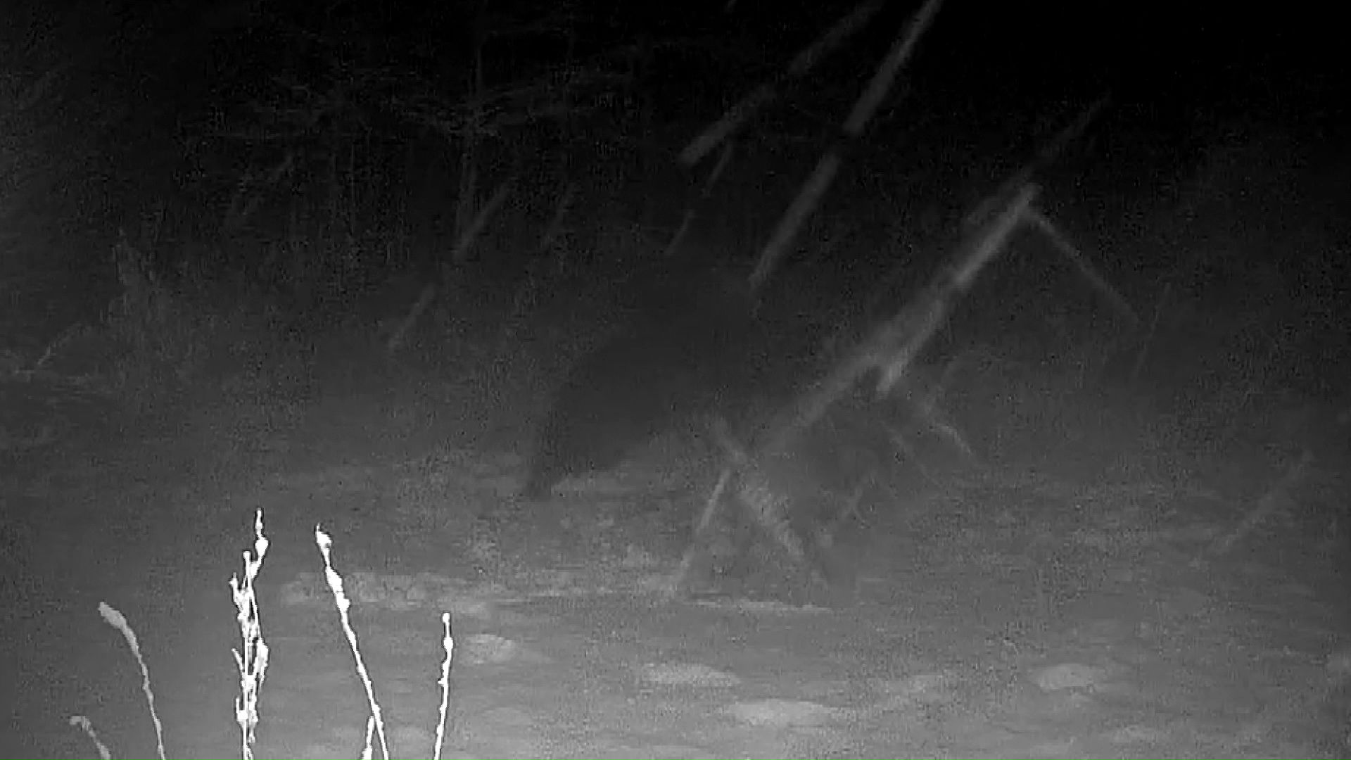 箱わなをなぎ倒すクマ(2025年11月12日)