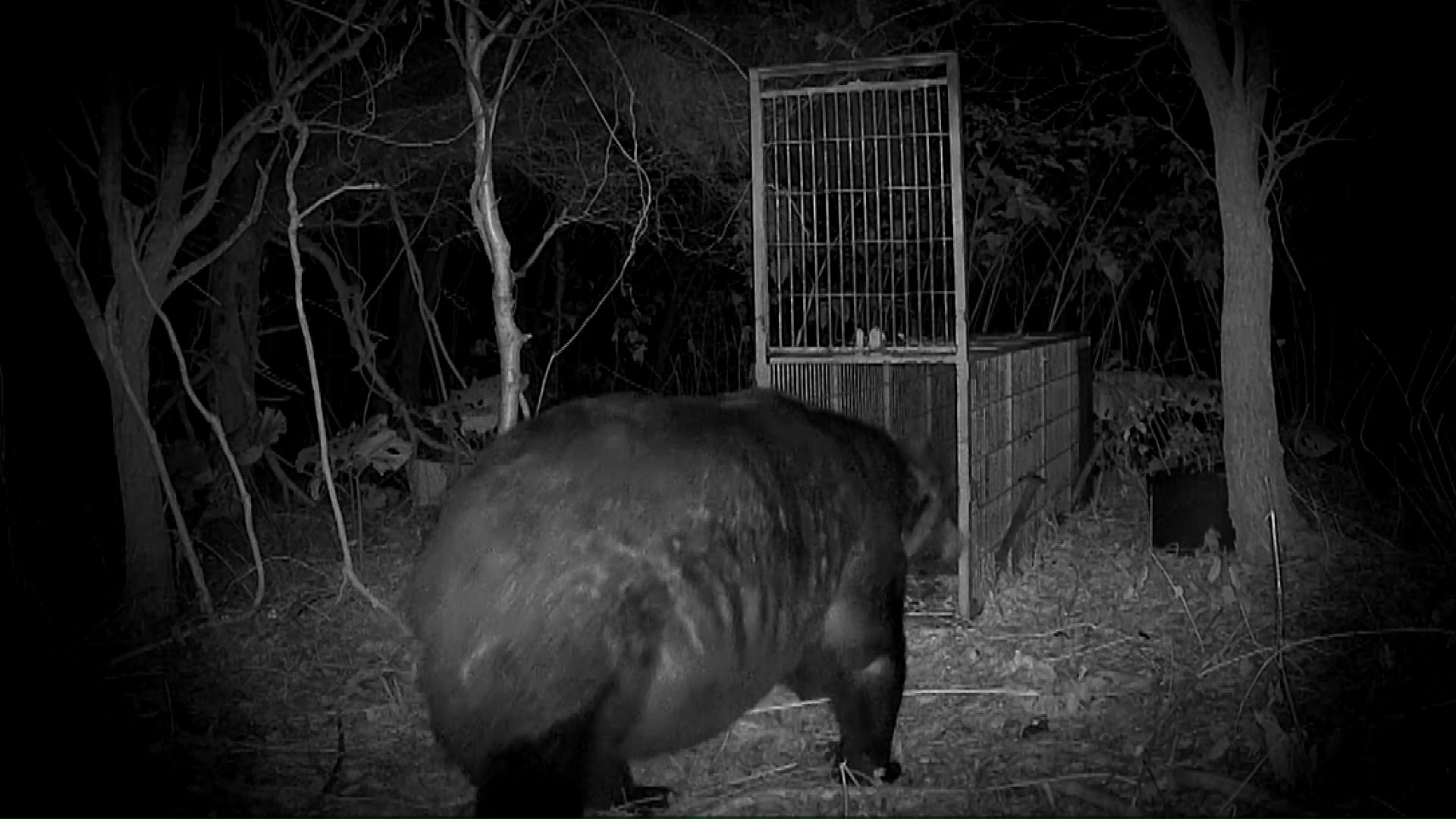400キロ級のクマ（提供：苫前町猟友会 林豊行会長）