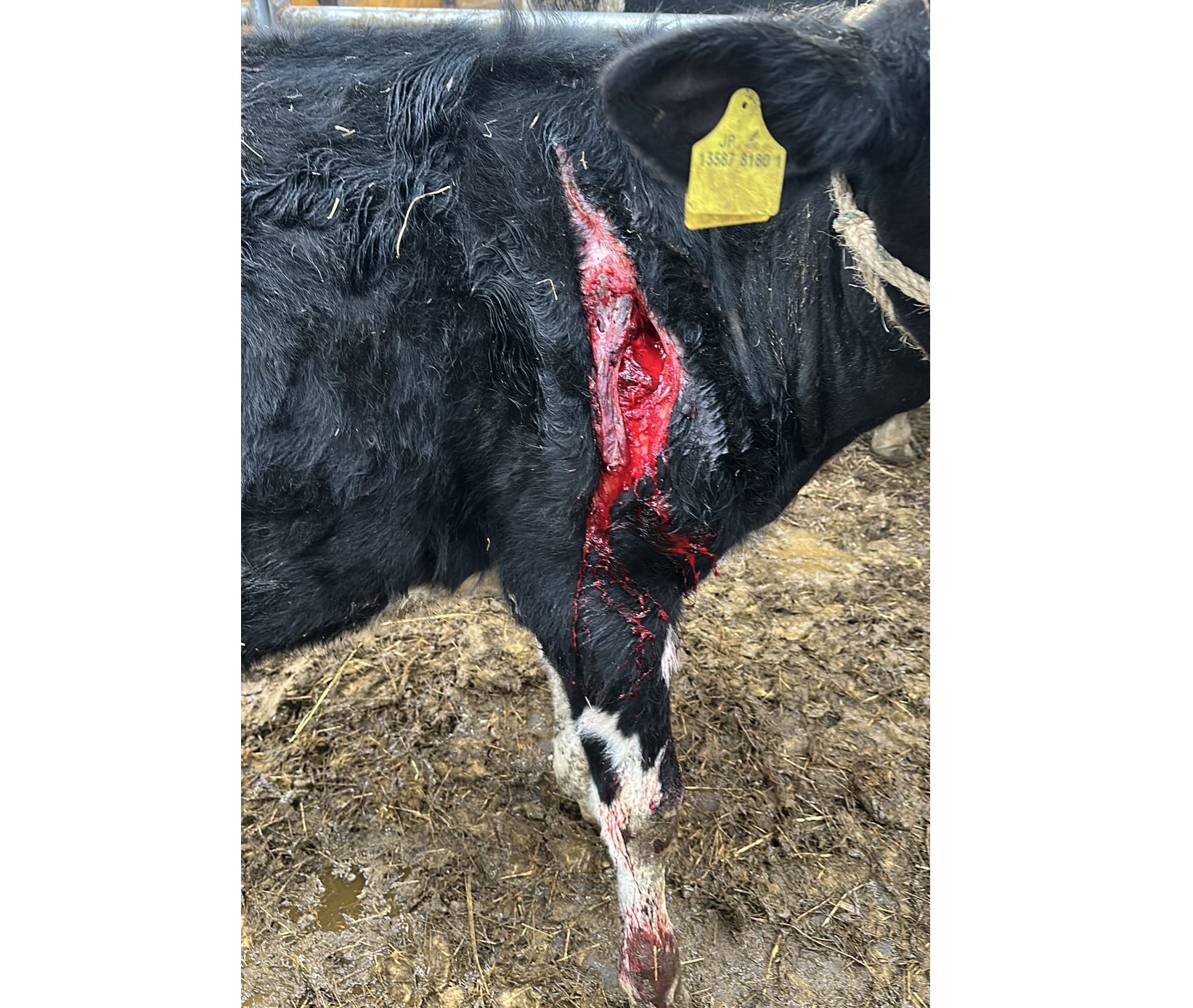 ケガをしたウシ(提供:NS牧場)