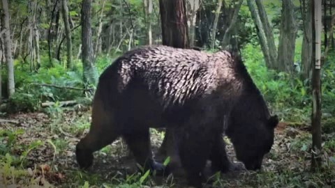 ウシ66頭を襲ったOSO18(提供:標茶町)