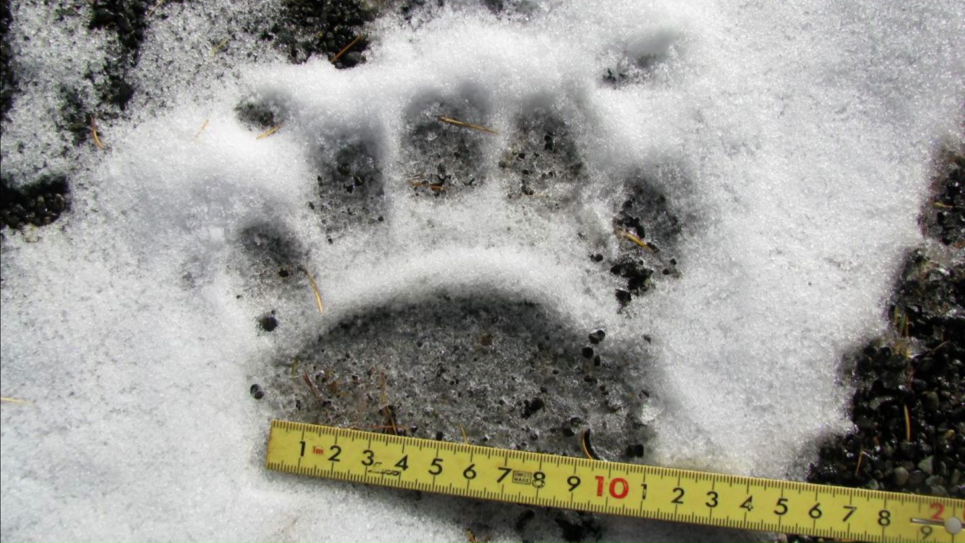 発見されたクマの足跡（提供：札幌市）
