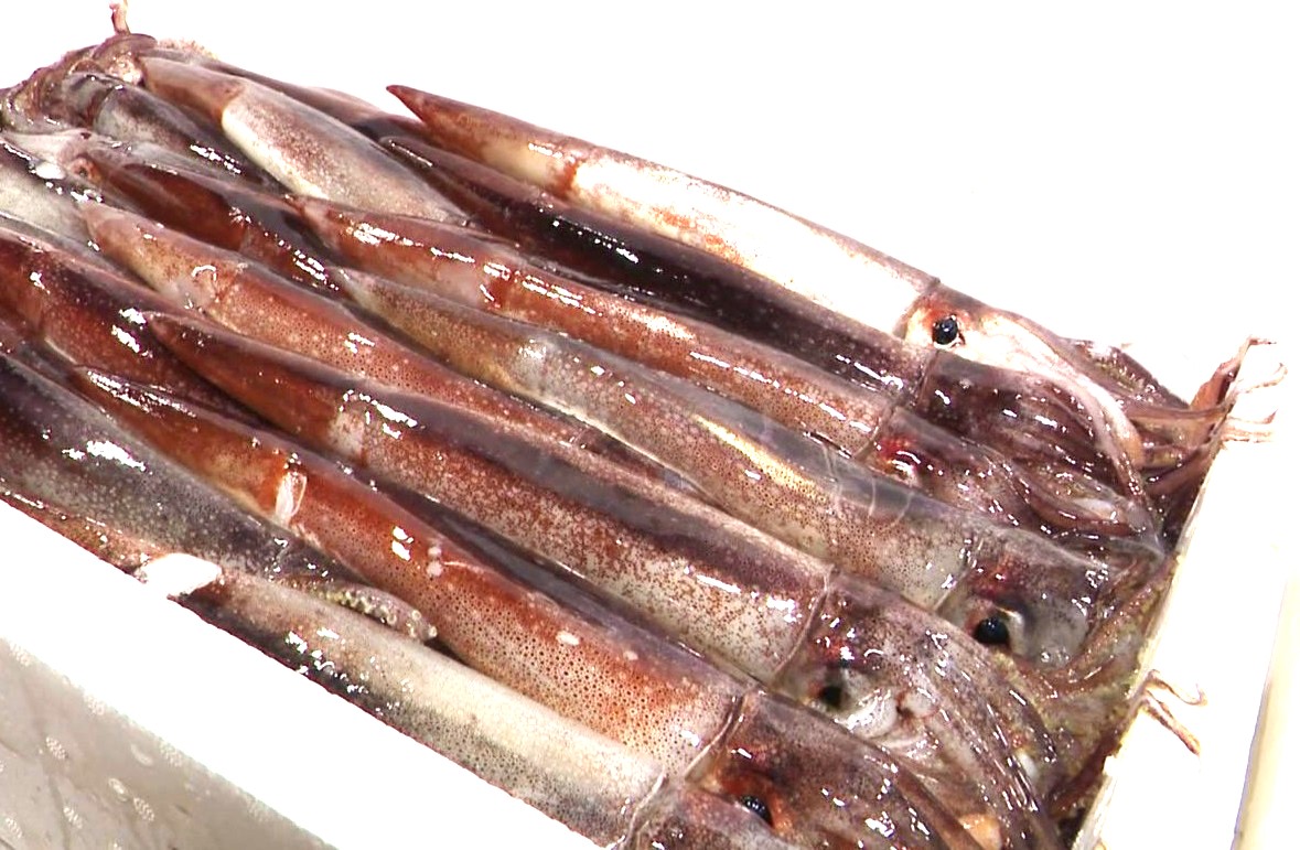 函館市で水揚げされたイカ