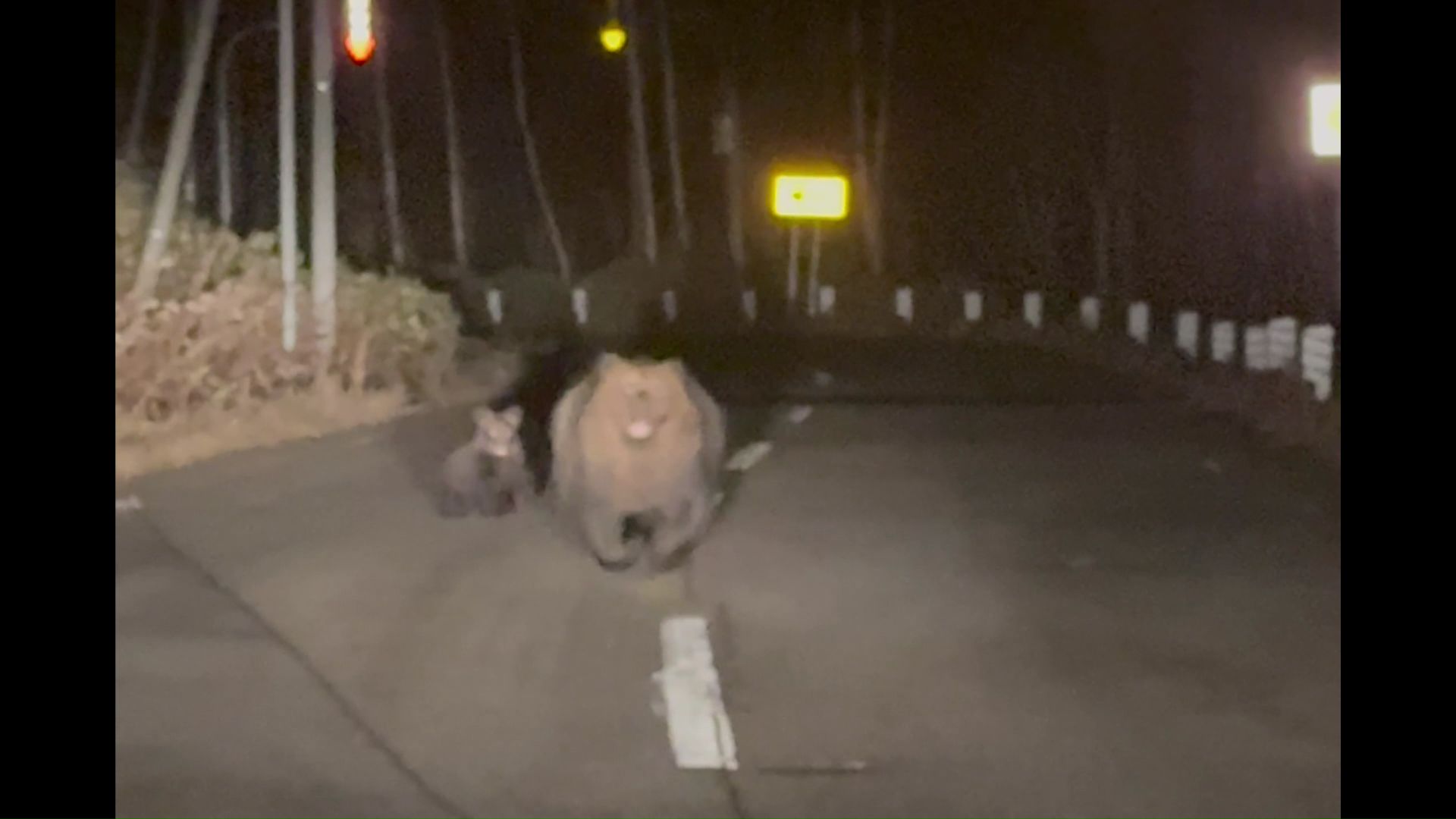 一直線に向かって走ってくるクマ