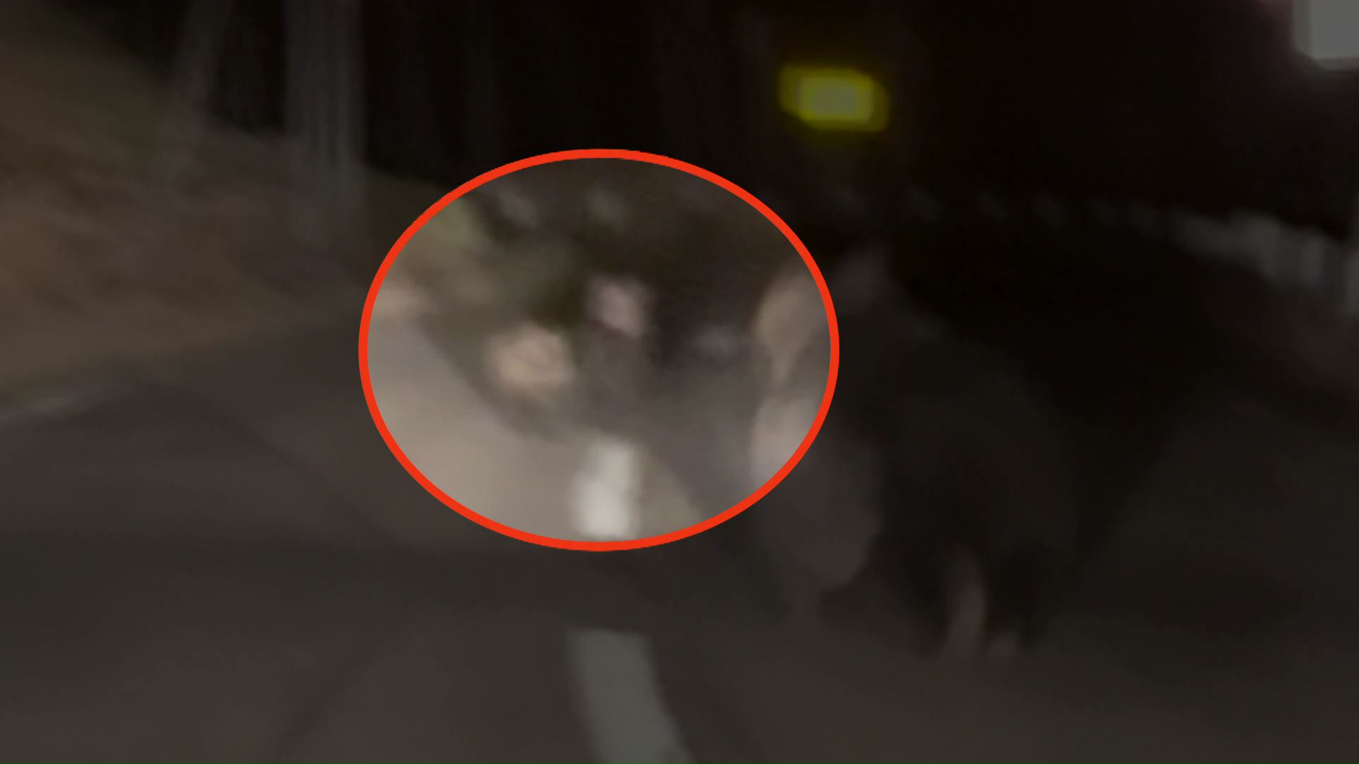 クマの後ろには2頭の子グマの姿も