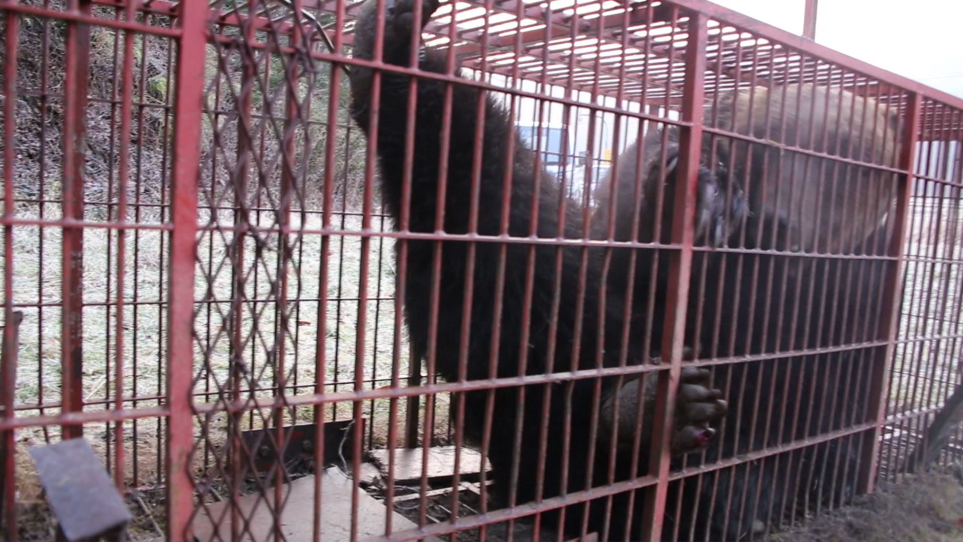 体長1.9メートル、体重380キロの巨大グマ(提供:苫前町猟友会 林豊行会長)