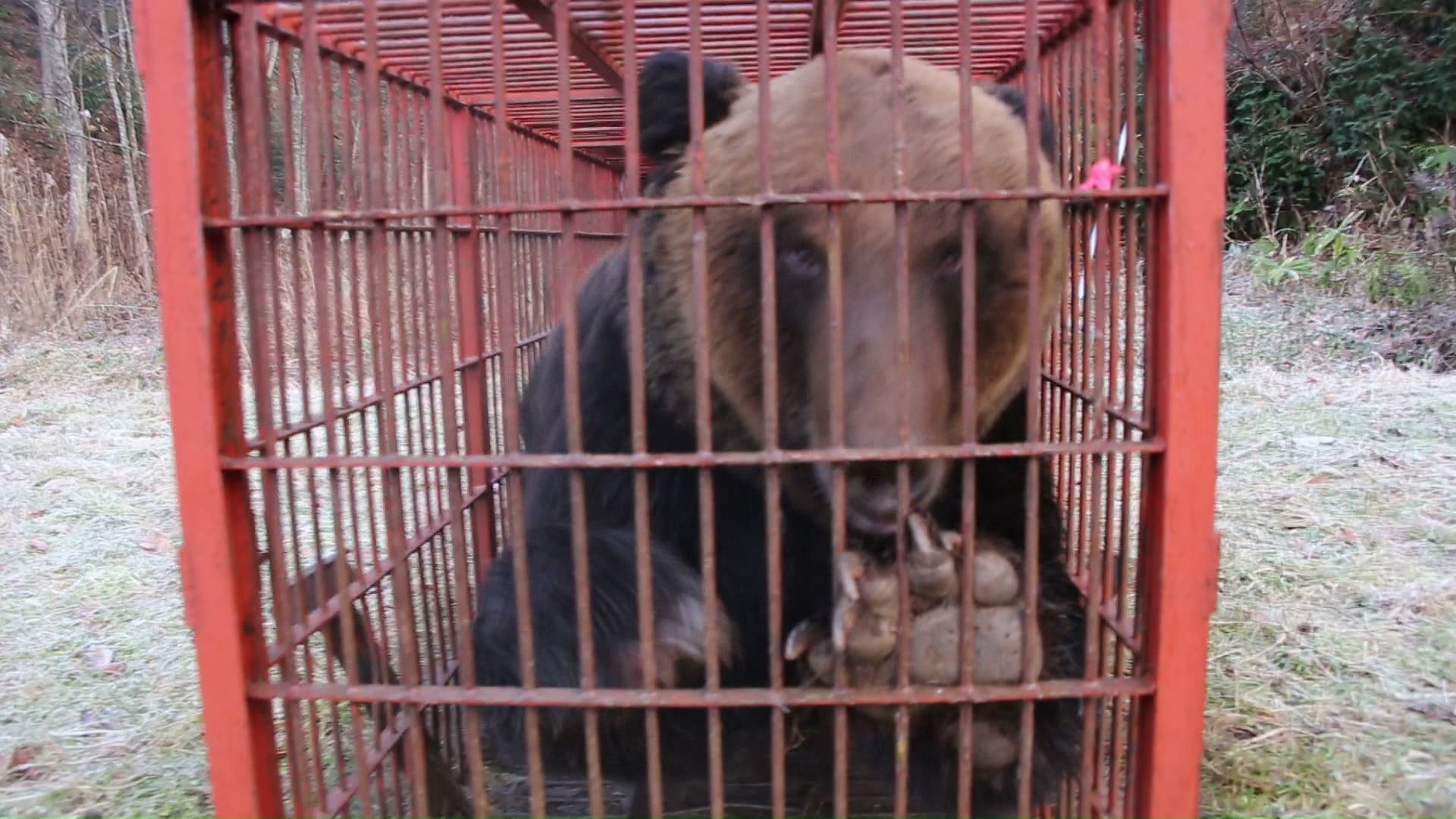 鉄製のわなが壊れてしまわないかと心配になるほど(提供:林会長)