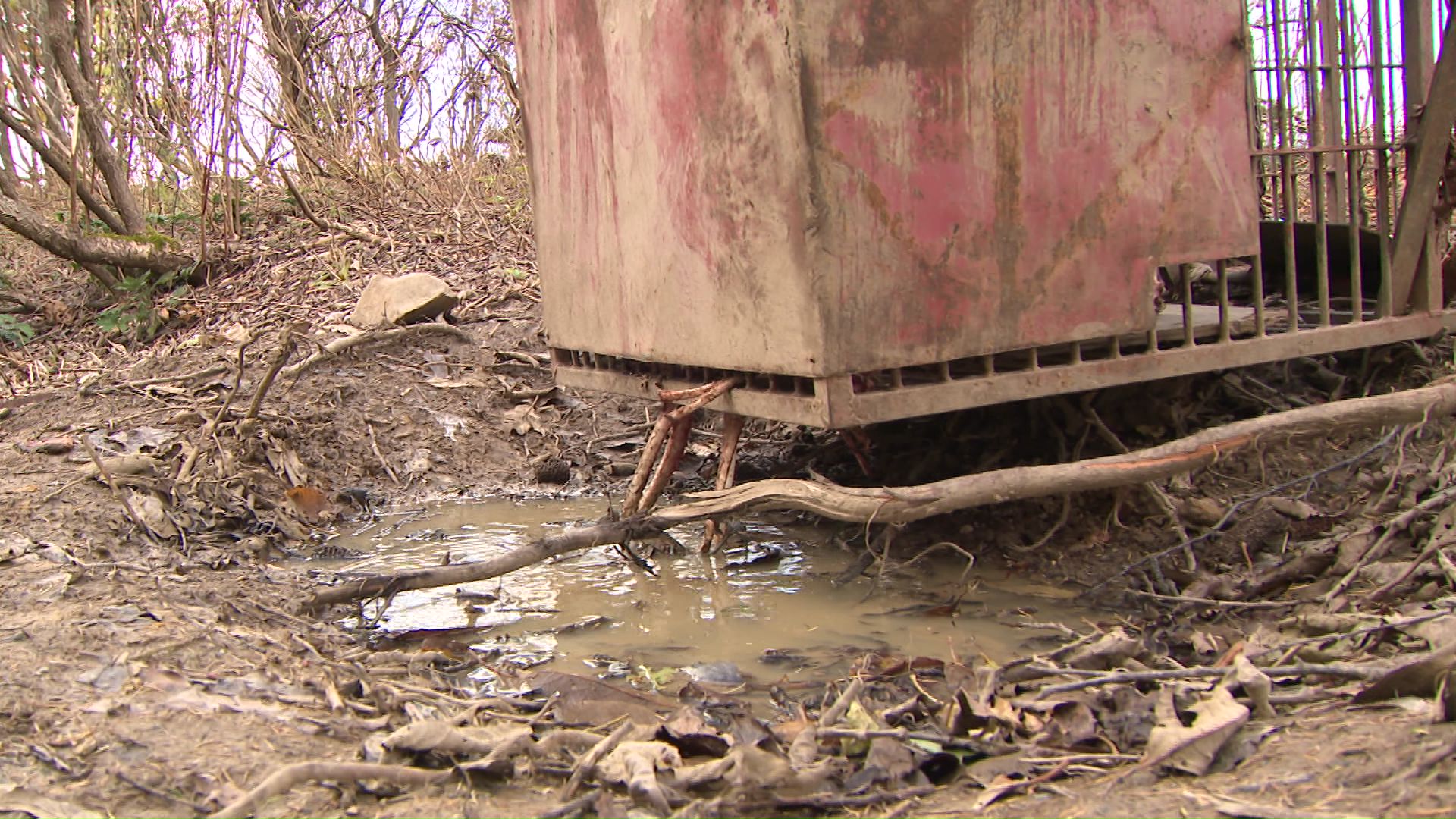 箱わなの下を掘り餌を食べようとする