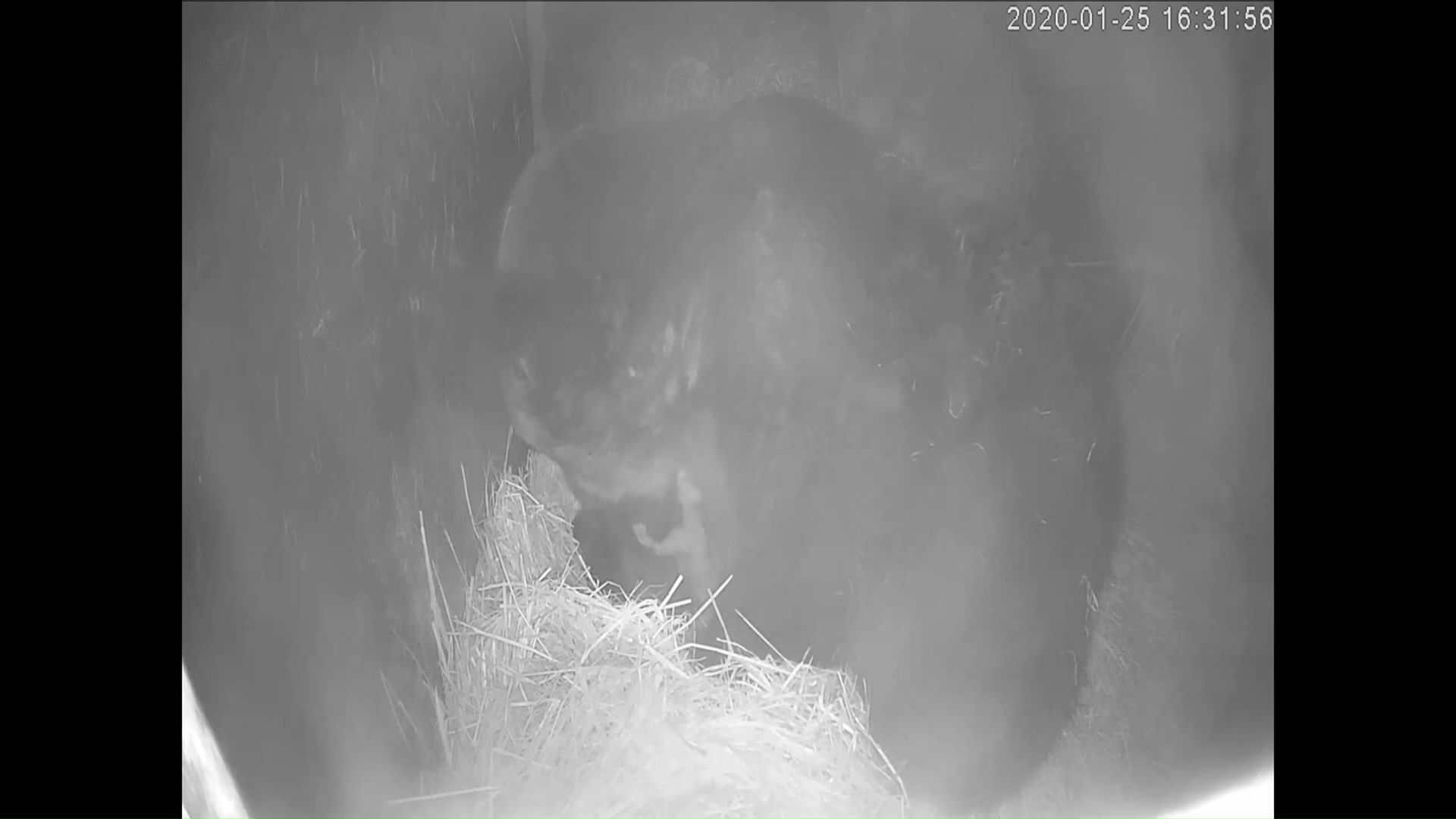 飼育下で冬眠するクマ（提供：のぼりべつクマ牧場）