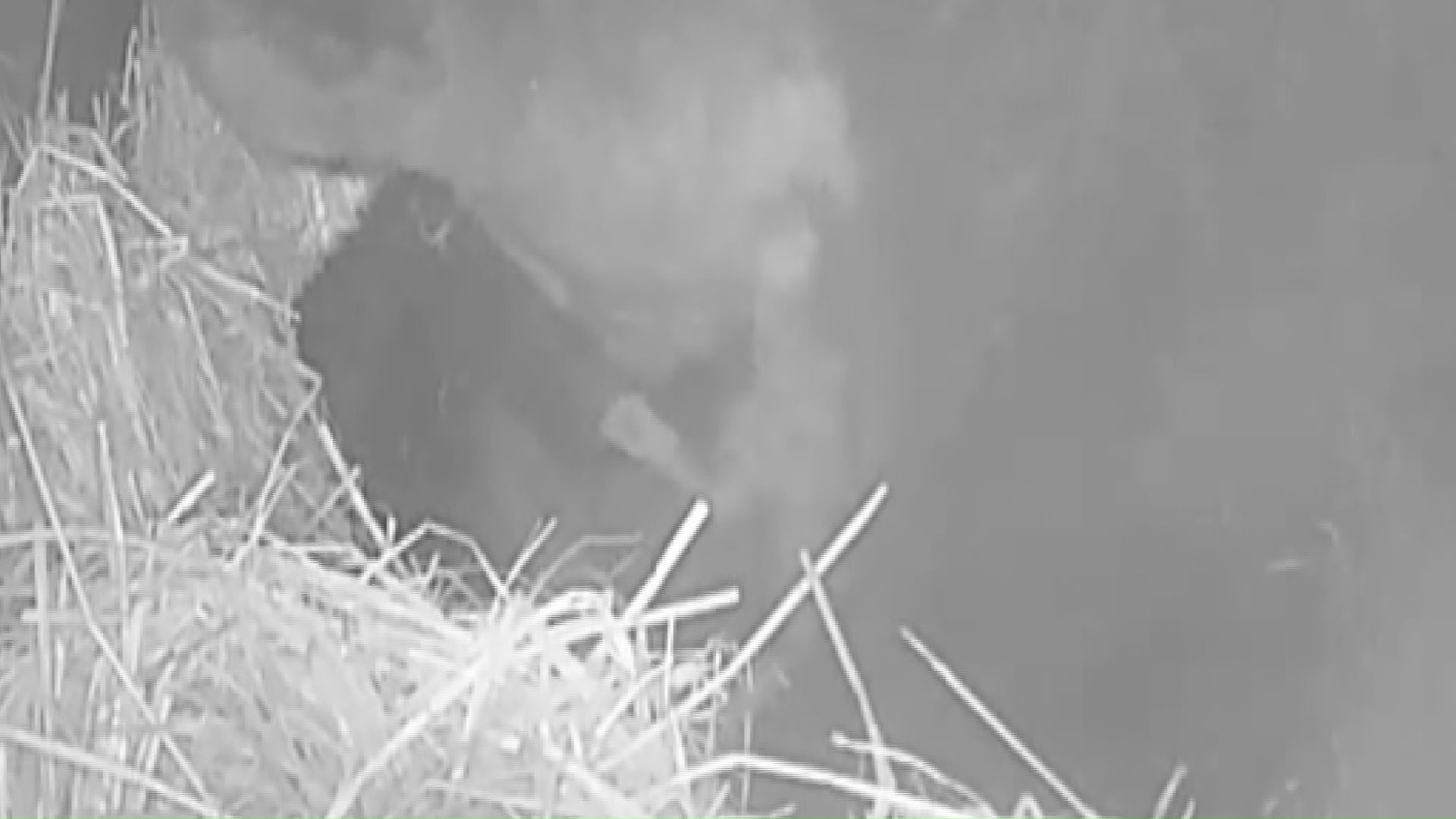 雌のクマは冬眠中に子グマを育てる(提供:のぼりべつクマ牧場)