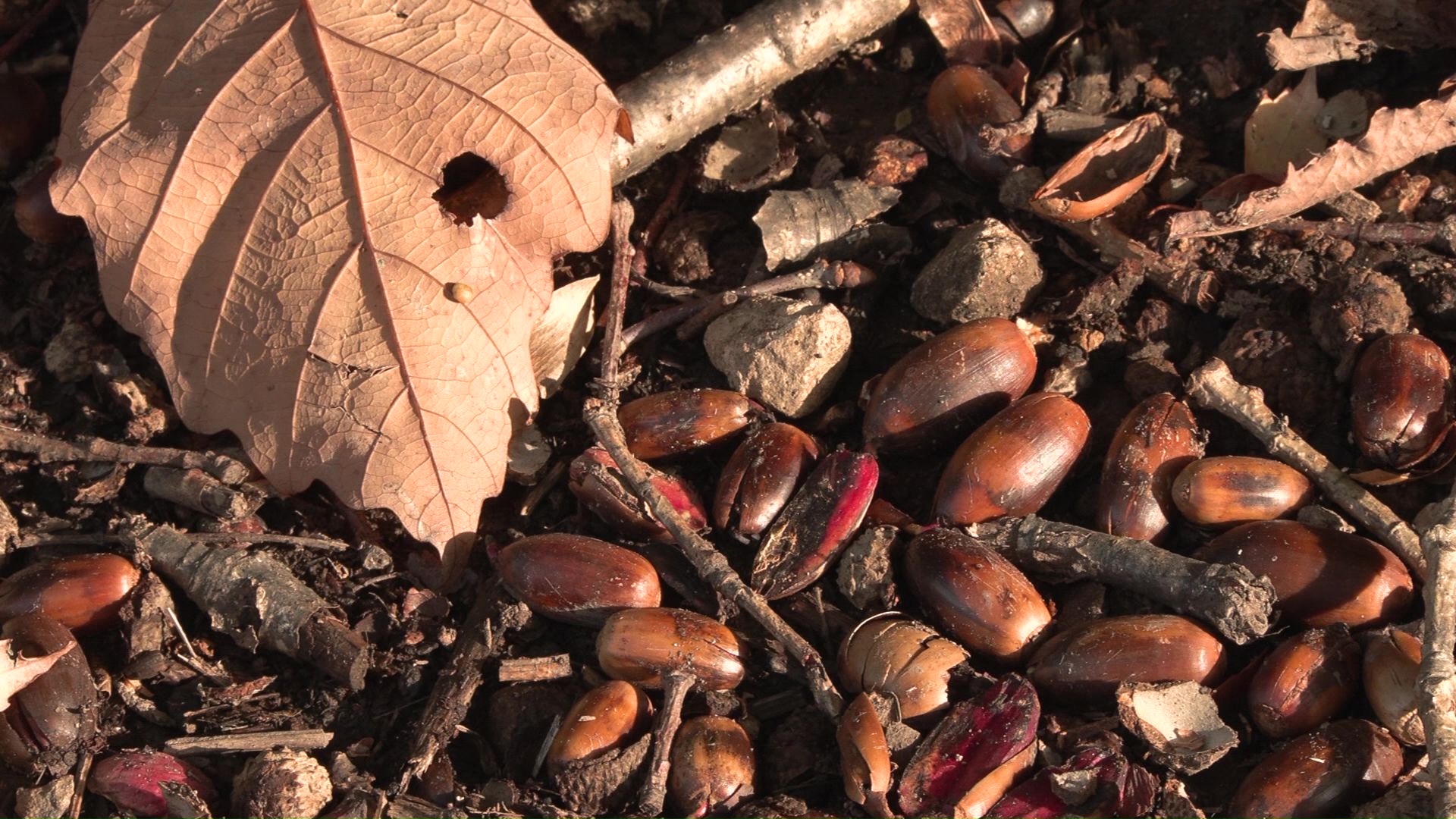 、025年はクマの餌となるドングリが凶作